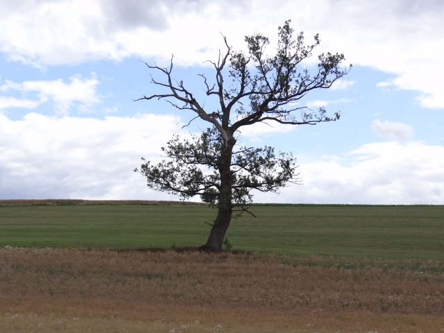 Nature presque morte
